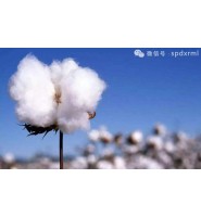 2020年新疆棉市场解析