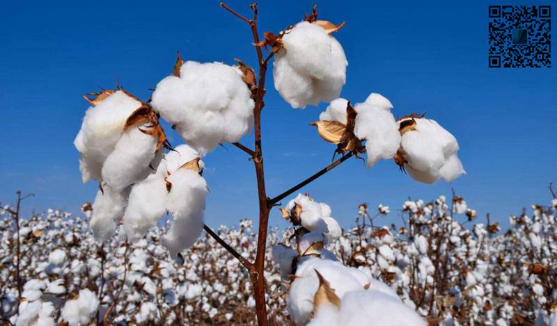 中国将限制纺织企业使用澳大利亚棉花！